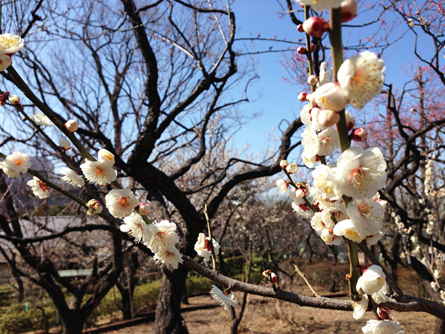 羽根木公園の梅は昭和42年に初めて55本の梅が植えられ、その後も約10回の植樹が行われ現在約650本