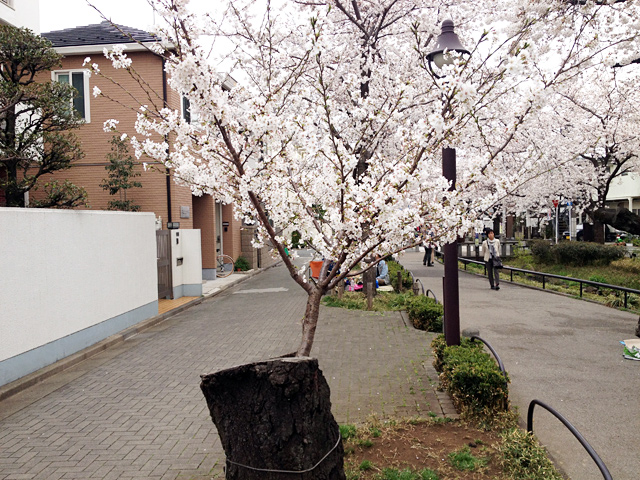2013年の北沢川緑道の桜