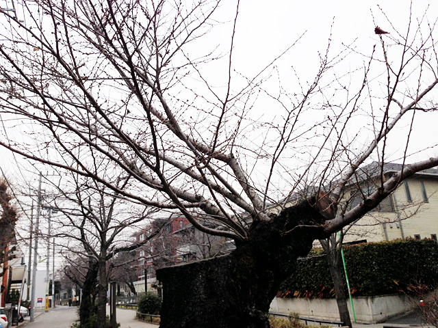 ハイパーどんよりな天気でのしもぶろ桜 ハイパーどんよりな天気でのしもぶろ桜