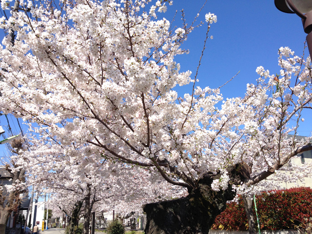 満開のしもぶろ桜、美しい、この国に生まれてよかった