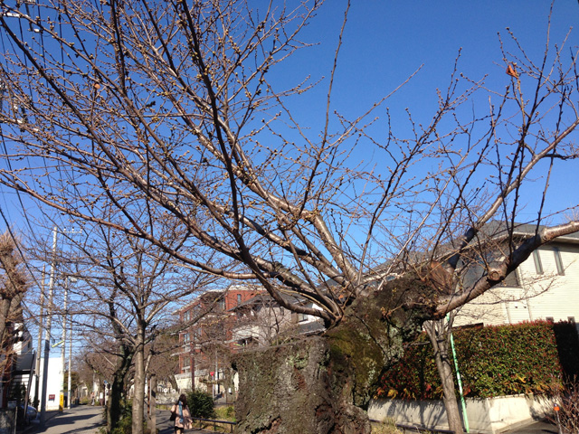 しもぶろ桜