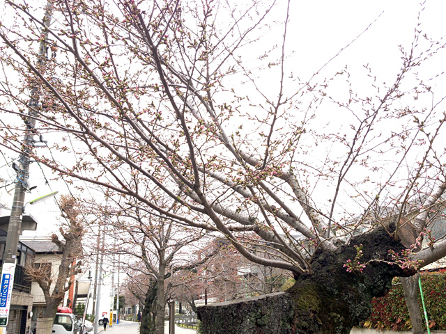 3月26日朝のしもぶろ桜