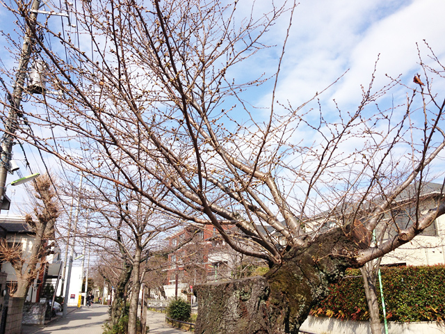 全体的につぼみがふくらんできたしもぶろの桜