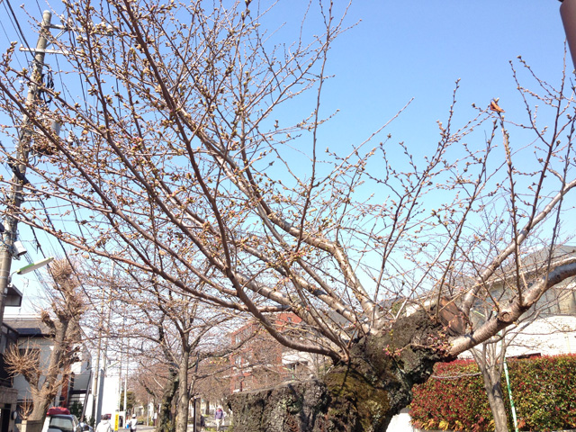 3月25日朝のしもぶろ桜