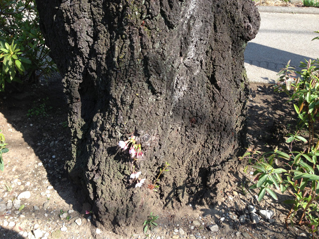 しもぶろ桜の地表に近いところで開花!