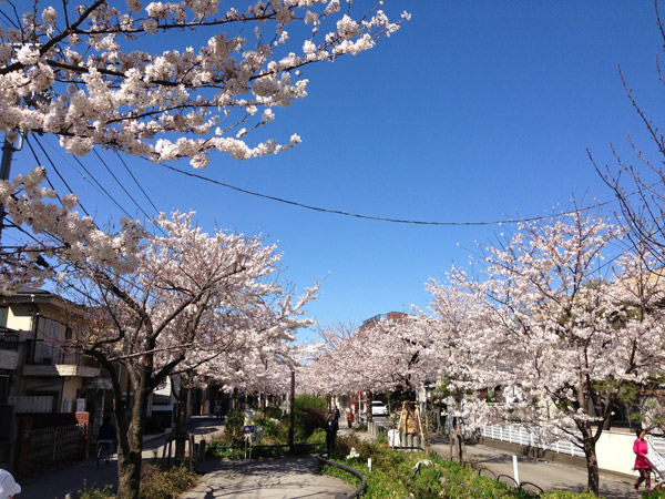 緑道の桜は一つのおすすめポイント