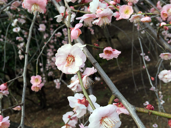 藤牡丹(フジボタン)
