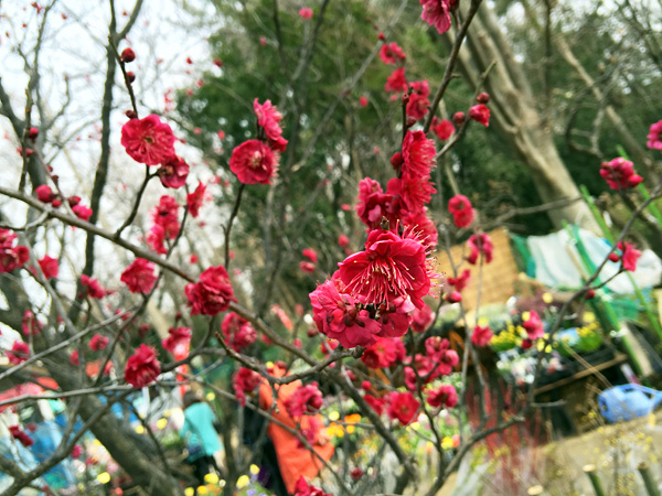鹿児島紅(カゴシマベニ)