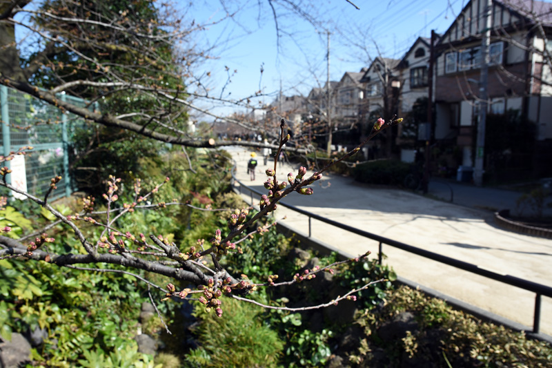 代沢小学校横の桜
