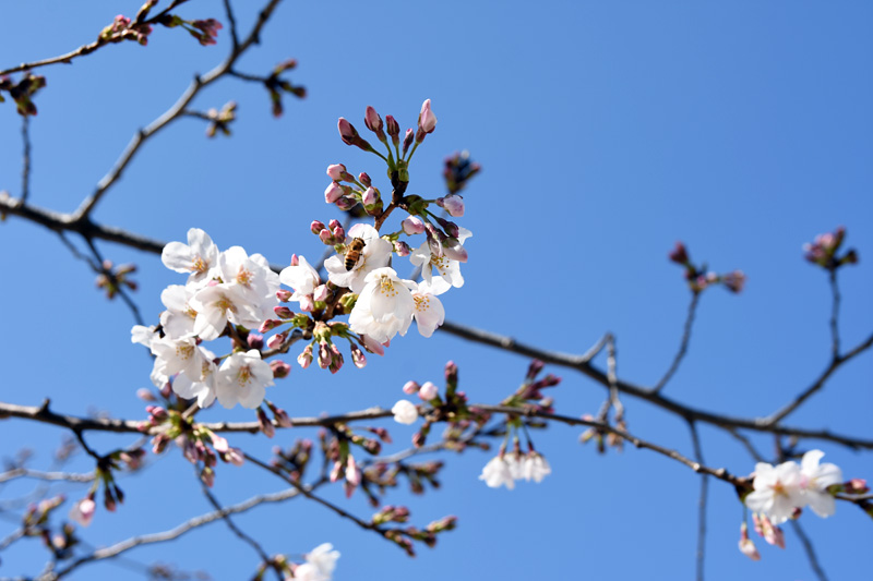開花が進んでいる桜はこんな感じ