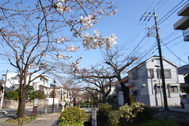 緑道全体が満開になるのは今週末以降でしょうね