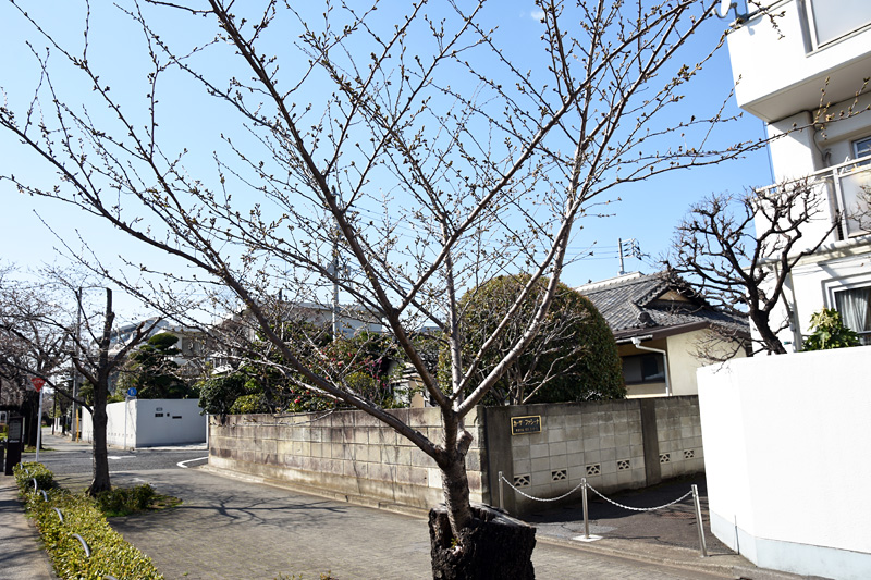 ちなみに、こちらの桜、昨年に比べて大きくなった気がします