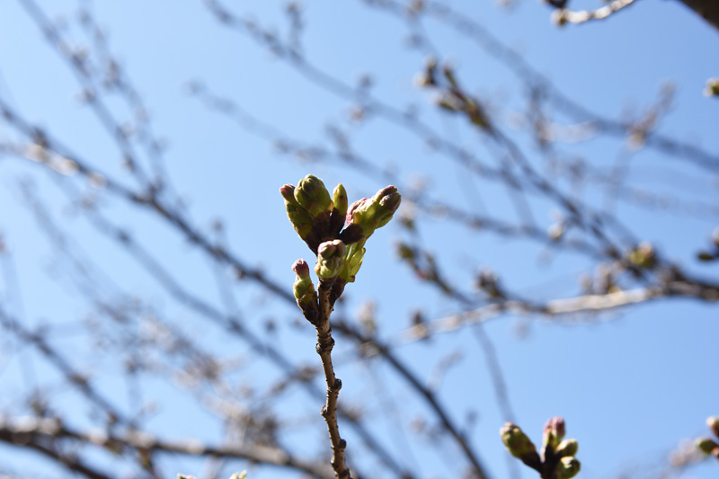 この桜の開花はまだ先ですね