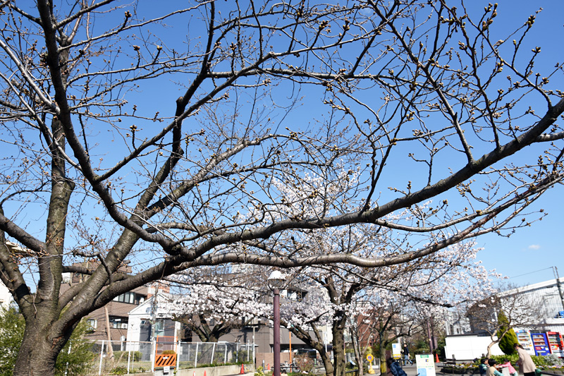 代沢せせらぎ公園の桜、ソメイヨシノはもう少し時間がかかりますね。満開の小松乙女の下ではお花見のグループが