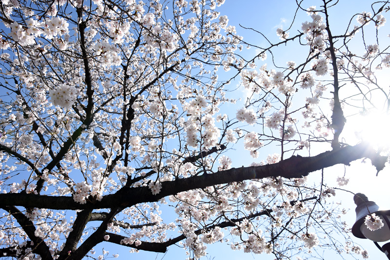 緑道の桜が満開になるのもあと少しです