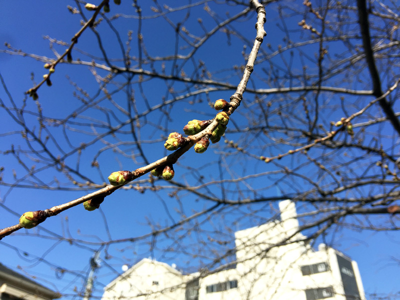 近づいてみてる見ると、僅かながら膨らんでいるような気が、、、