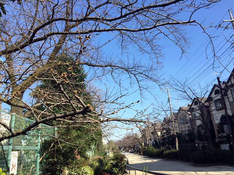 代沢小学校側の様子