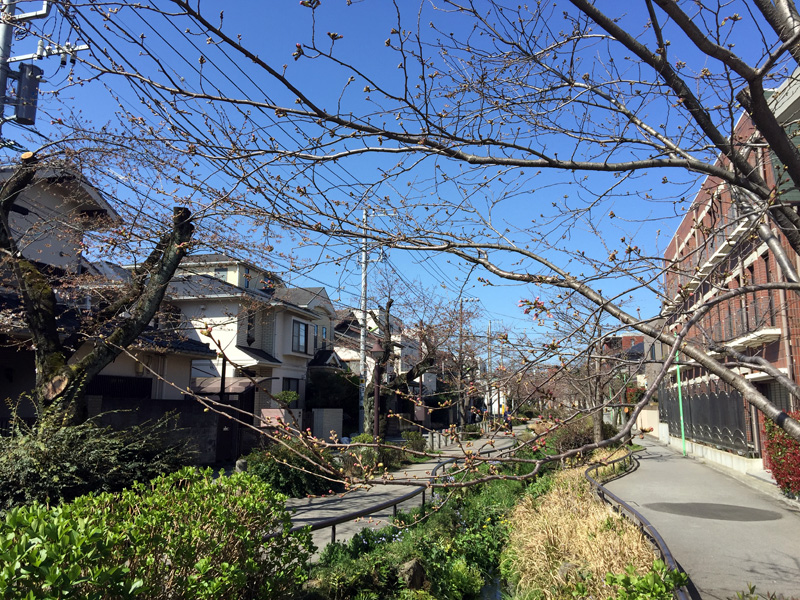 さらに茶沢通り寄りに進んだ場所、ほとんど開花が進んでいない状況のエリアも