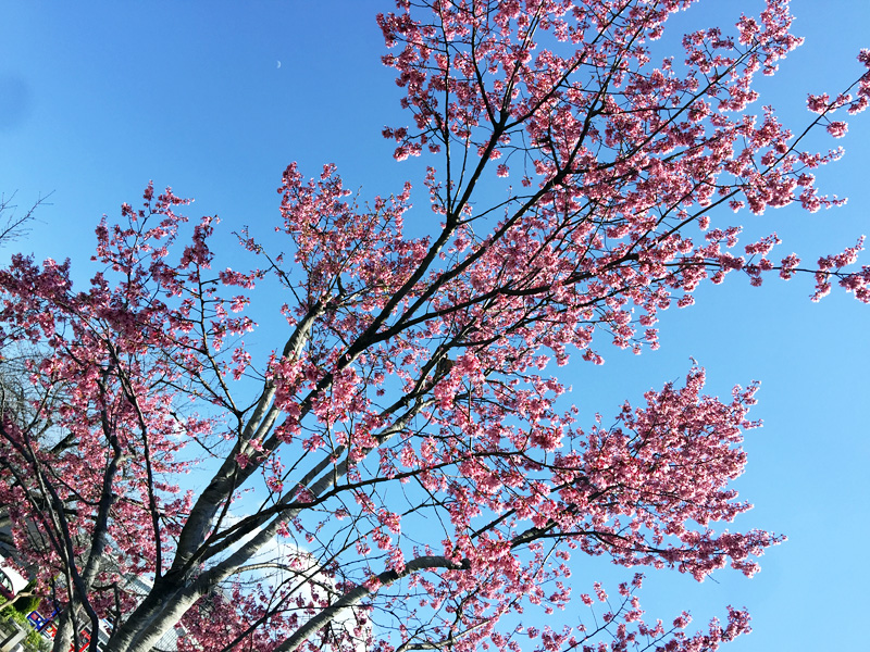 この鮮やかな濃いピンクの桜は、オカメザクラ。一足先に満開になっていました