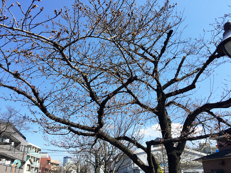 そして、代沢せせらぎ公園といえばこの桜
