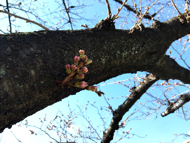 まさに、開花寸前ですね