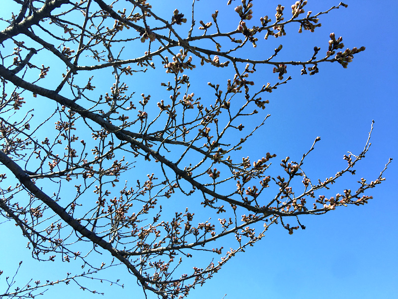 他の桜に比べても明らかにつぼみが膨らんでいます
