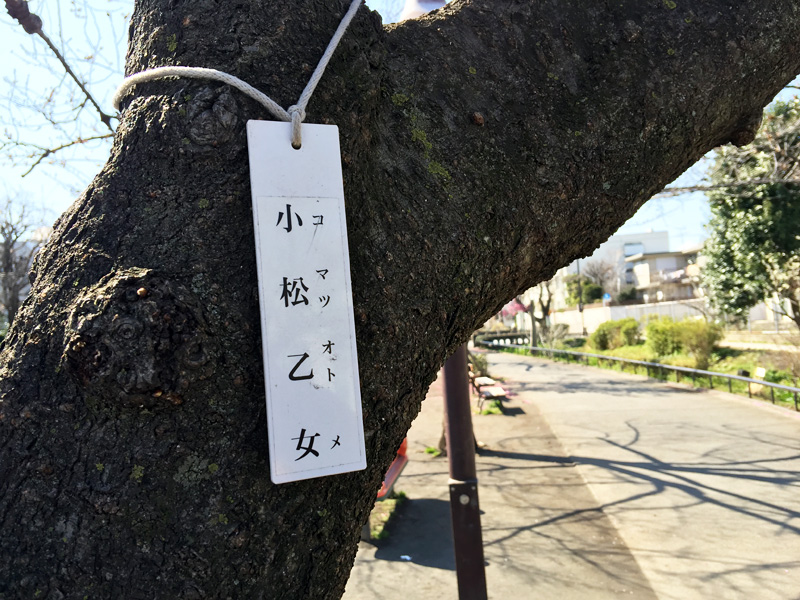 この公園に一本だけある「小松乙女」は、他の桜より1週間くらい早いタイミングで満開になります。見た感じ、今週末にはこの桜だけ満開になる勢いです。というわけで、三連休のお花見もありかも?