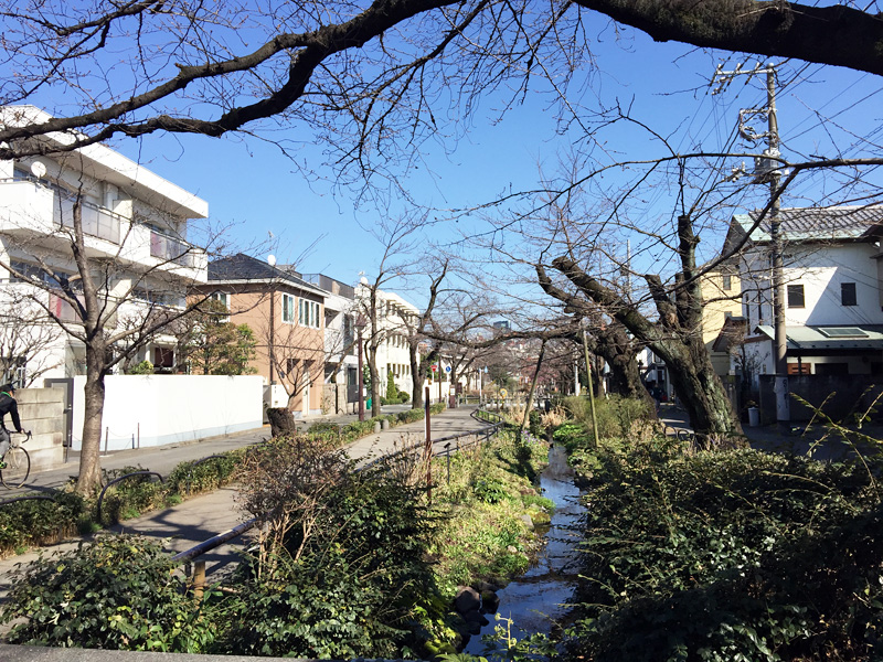 いっぽんはし周辺、左側に見える切り株から新しく幹が生まれている桜は今年も咲きますかね