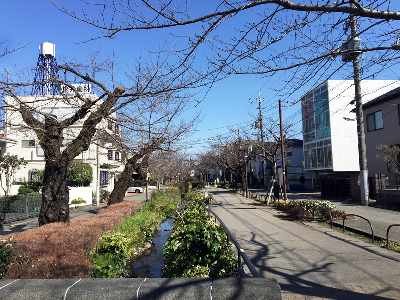 だいさわはし周辺、満開になるとこの辺りも見事な風景になります