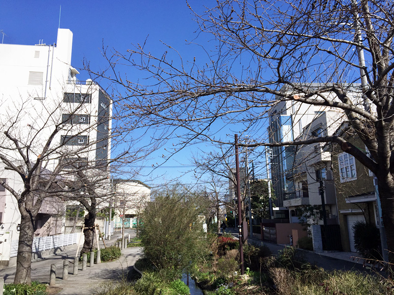 茶沢通りから西側に少し進んだ場所にある桜を、今年は定点観測します