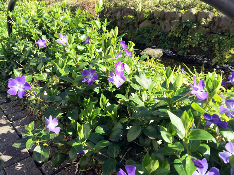 緑道でよく見かけるこの花はなんだろう? つるにちにちそう?
