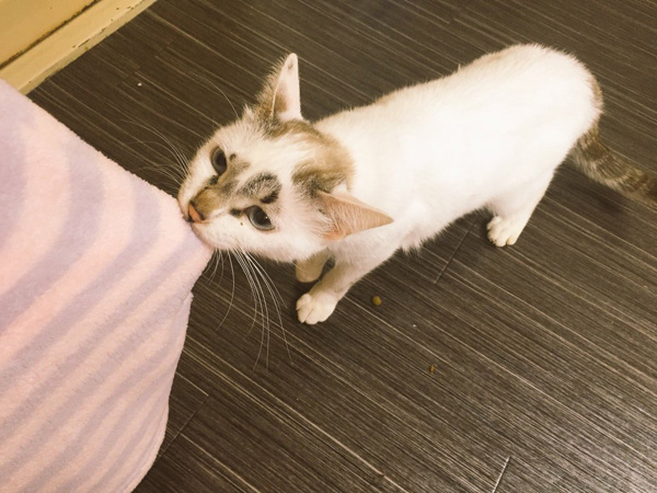 このコマ、かわういな、、、