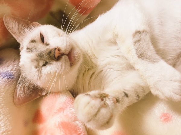 ぼけちゃんが飼っているにゃんこ「こま」