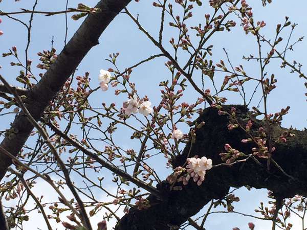 北沢緑道の桜