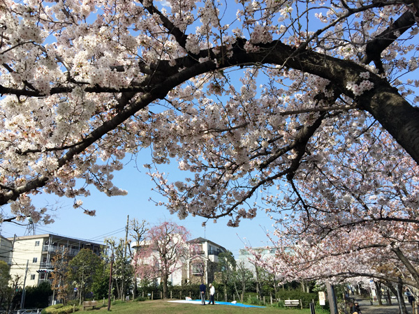 北沢川緑道の桜の状況 2015年3月30日