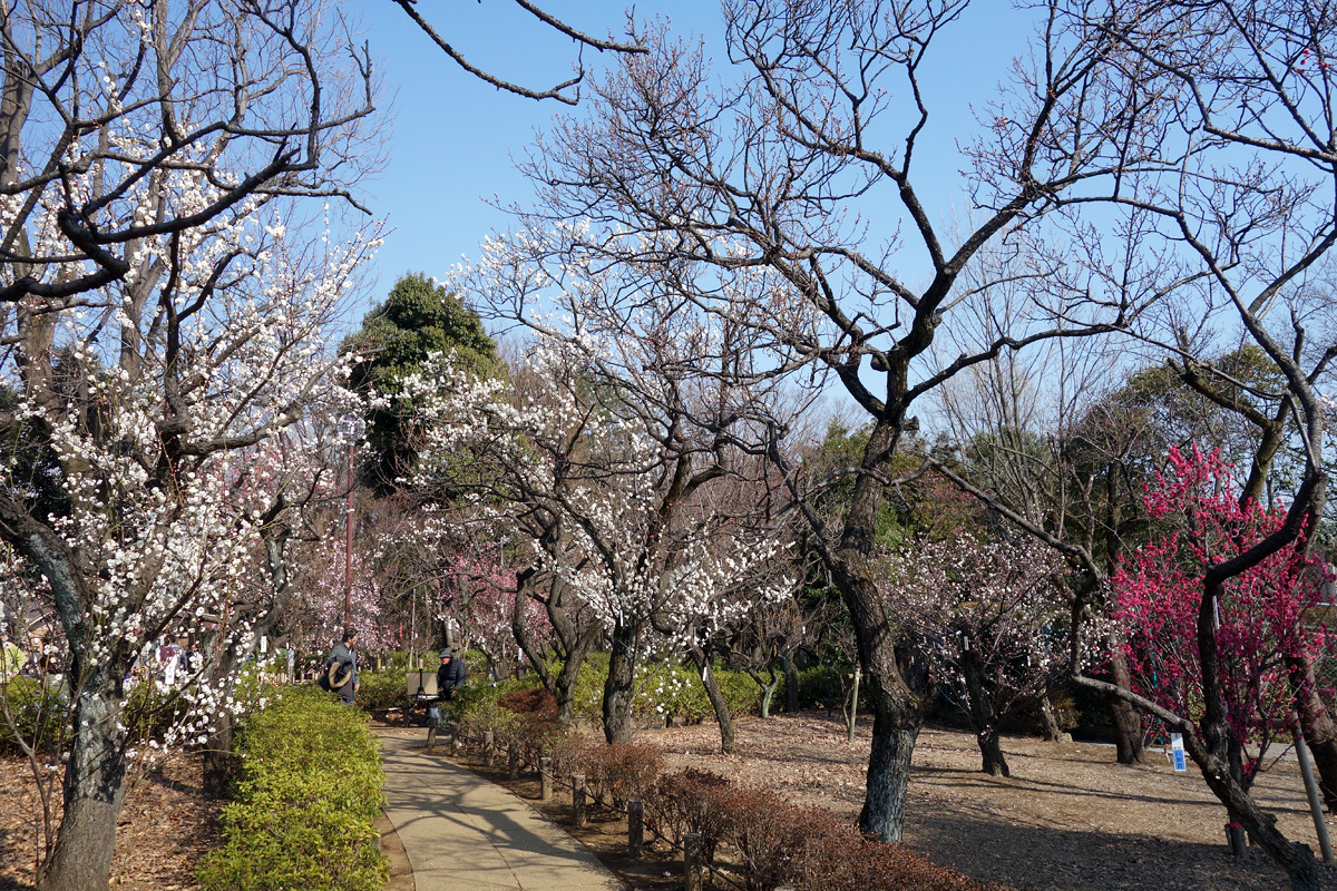 第41回せたがや梅まつり 羽根木公園で開催中 下北沢情報サイト しもブロ 第41回せたがや梅まつり 羽根木公園で開催中 下北沢情報サイト しもブロ