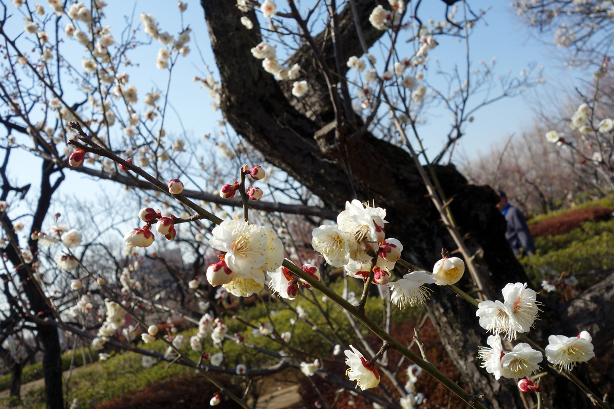 第41回せたがや梅まつり 羽根木公園で開催中 下北沢情報サイト しもブロ 第41回せたがや梅まつり 羽根木公園で開催中 下北沢情報サイト しもブロ