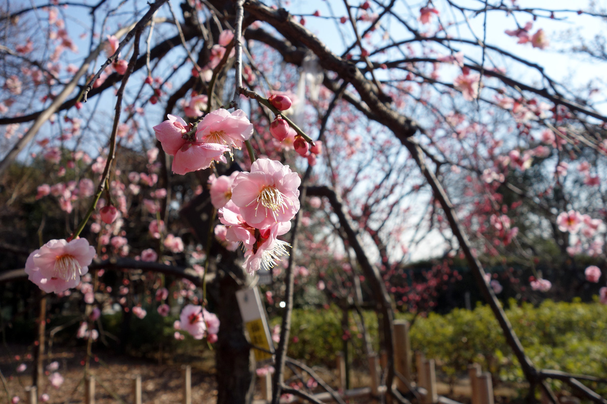 第41回せたがや梅まつり 羽根木公園で開催中 下北沢情報サイト しもブロ 第41回せたがや梅まつり 羽根木公園で開催中 下北沢情報サイト しもブロ