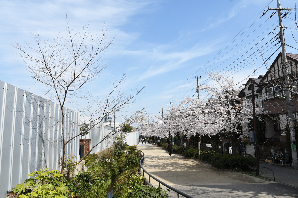 この写真の左側に桜の木がありましたが、工事に伴い伐採されました