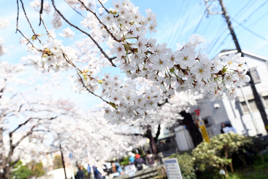 ［満開！］北沢川緑道 桜の状況 2018-03-27