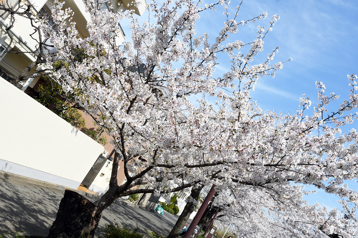 毎年気になっているこの桜