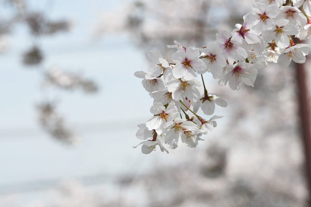 ［満開！］北沢川緑道 桜の状況 2018-03-27