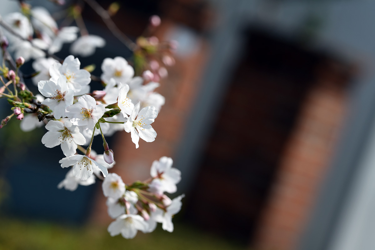 残された坂口安吾の文学碑を彩る桜