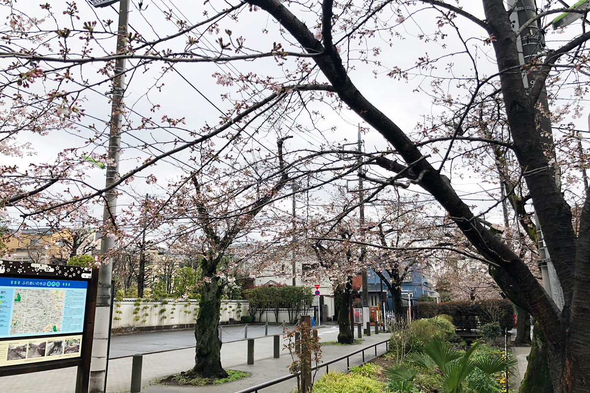 北沢川緑道の環七寄りの状況