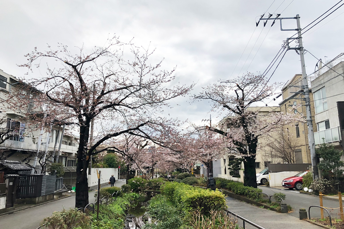 木によって開花状況のばらつきがかなりあります