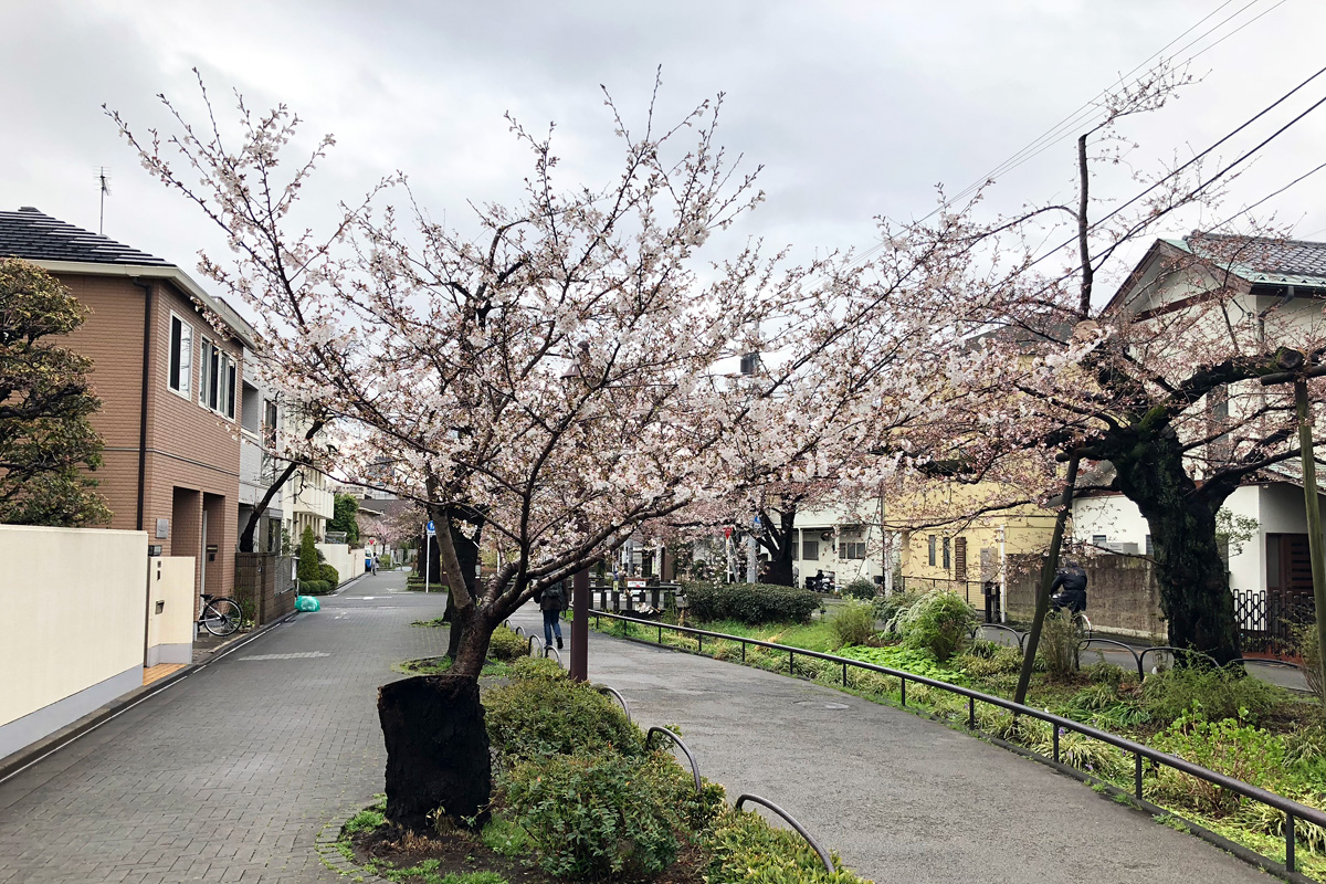 この桜の木が年々大きくなっていくのが楽しみ