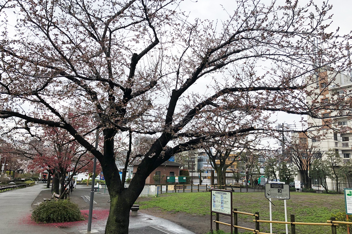 代沢せせらぎ公園の様子
