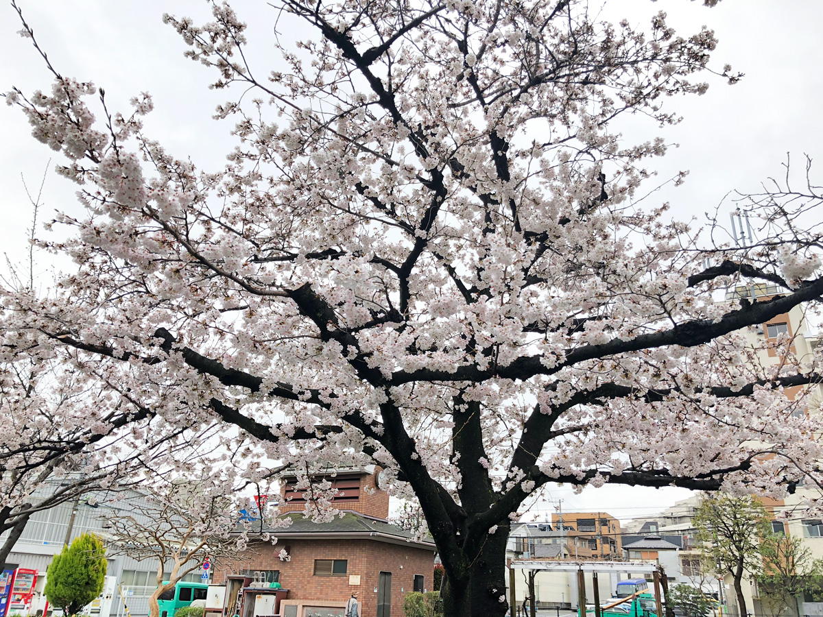 代沢せせらぎ公園にある満開の桜