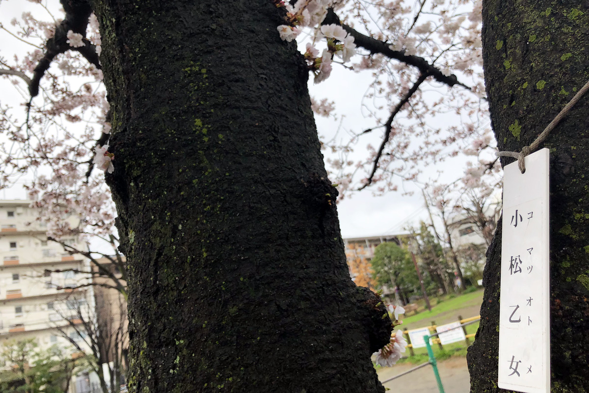 この桜は「小松乙女」という桜で、ソメイヨシノより少し開花が早い種類です