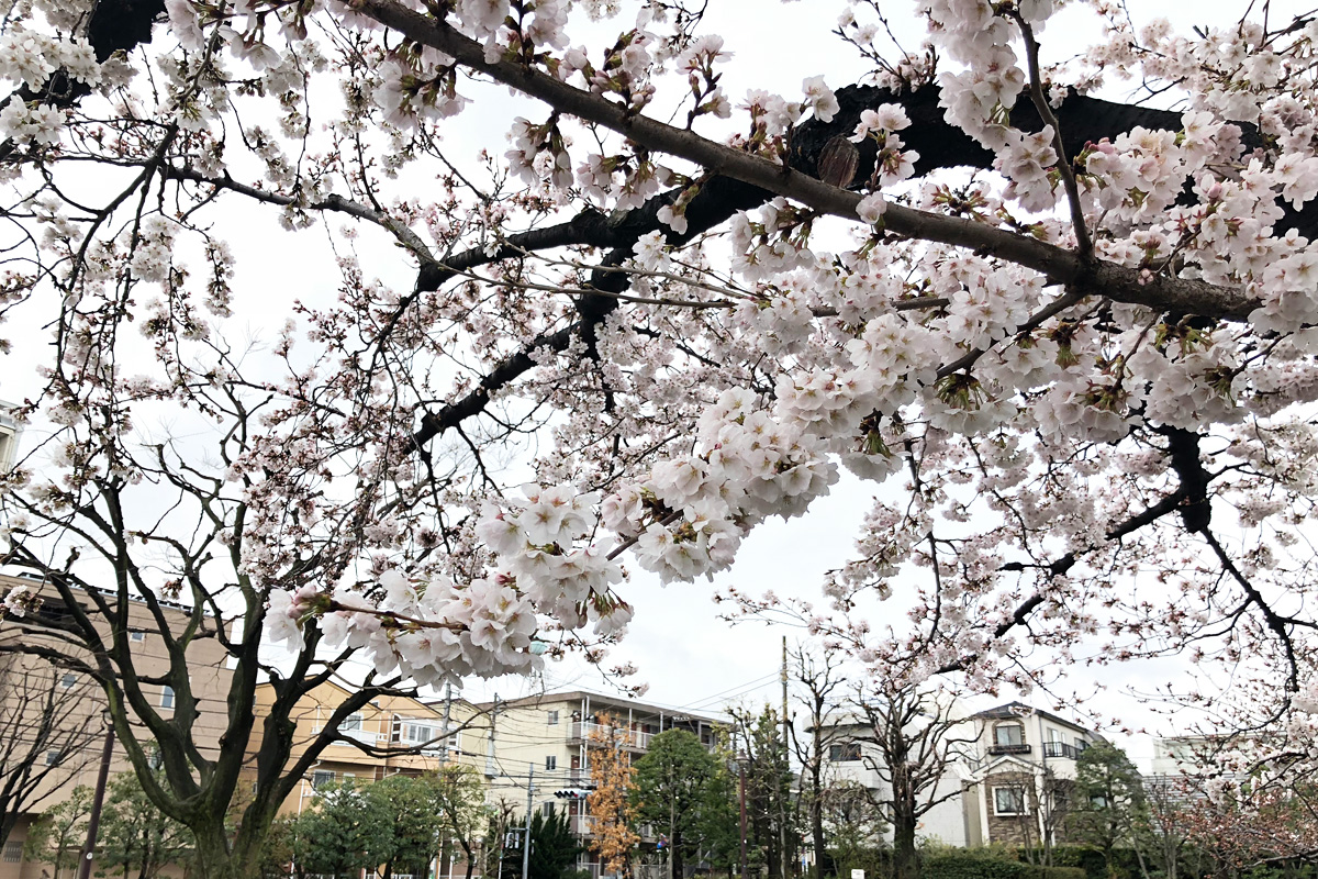 この桜があるので、この公園の花見シーズンは他より長いです
